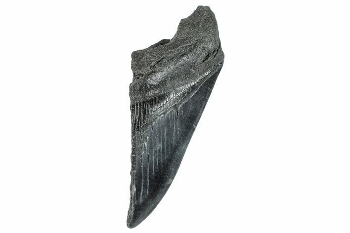Partial Fossil Megalodon Tooth - South Carolina #277442